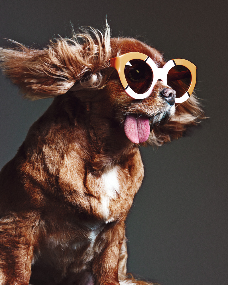 Illustration for article titled Karen Walker's Latest Campaign Stars An Adorable Dog Named Toast